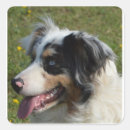 Search for australian shepherd puppy stickers Miniature