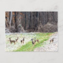 Search for frosting postcards Photography