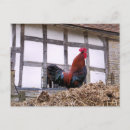 Search for cockerel postcards Fowl