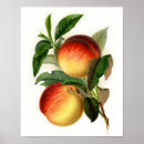 Search for pretty posters Fruit