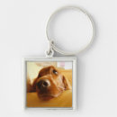 Search for inside key rings Indoors