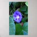 Search for ipomoea Flower