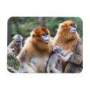 Search for monkey pic magnets Primate