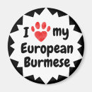 Search for burmese magnets Kitty