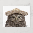 Search for little owl postcards Nature