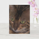 Search for bengal cat cards Feline