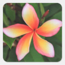 Search for flower background stickers Asia
