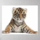Search for digitizing tiger Nature