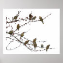 Search for waxwing posters Photography