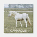 Search for stallion magnets Pony