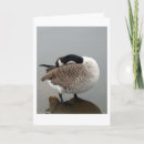 Search for canadian cards Geese