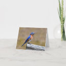 Search for bluebird cards Birdhouse