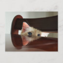 Search for peek postcards Cat