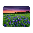 Search for bluebonnet magnets Lupine
