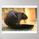 Search for beaver art Cute