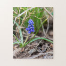 Search for hyacinth puzzles Flowers