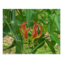 Search for “gloriosa Flowers