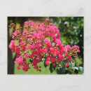 Search for bushes postcards Floral