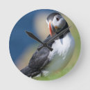 Search for auk art Atlantic