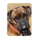 Search for brindle magnets Boxer