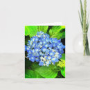Search for hydrangea note cards Nature