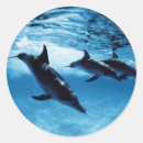 Search for fish image stickers Superstock