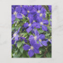 Search for clematis postcards Garden
