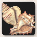 Search for conch coasters Coastal