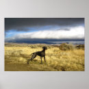 Search for weimaraner posters Photography