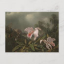 Search for america postcards Nature