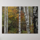 Search for birches posters Beautiful