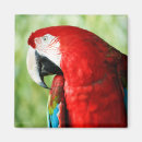 Search for red bird magnets Green
