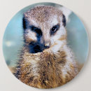 Search for meerkat badges Wildlife