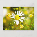 Search for blüte postcards Blume