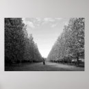 Search for white tree posters Nature