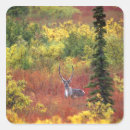 Search for caribou stickers National park