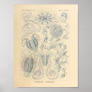 Search for jellyfish posters Kunstformen der natur