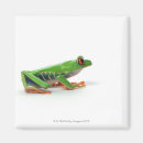 Search for amphibian magnets Scales