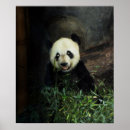 Search for panda print posters Bear