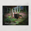 Search for adopt postcards Cats