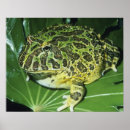Search for frog posters Amphibian