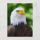 Search for bald eagle postcards America