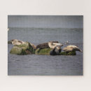 Search for seals puzzles Water