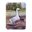 Search for geese magnets Animals