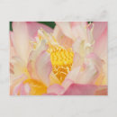 Search for ruffles postcards Flower