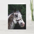 Search for horse cards Equestrian