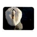 Search for pond reflection magnets Landscape