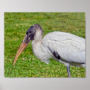 Search for stork posters Bird