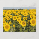 Search for valensole Sunflower