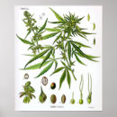Search for dreadlocks posters Rastafari
